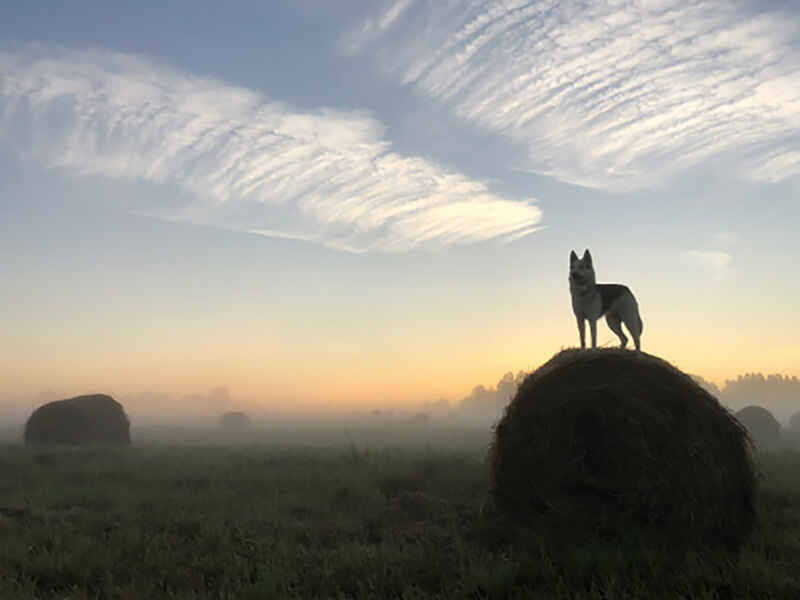 Поле в тумане